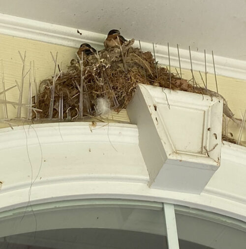 Birds Nesting on Badly Placed Spike Strips